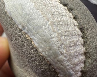 Fossilized Clam Shell: Prehistoric Marine Fossil Nodule from AZ