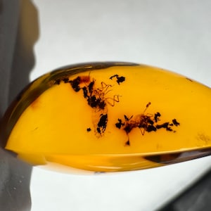 100% Genuine Baltic Amber Specimens with Insect/ Plant Fossils AAA Grade + Free 3D Floating Display Frame