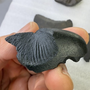 Könnte beinhalten: Dunkelgraues Fossilfragment mit strukturierter Oberfläche und fächerartigem Muster. Das Fossil hat eine gezackte Kante und scheint ein Teil eines größeren Objekts zu sein. Weitere Fragmente sind im Hintergrund sichtbar.