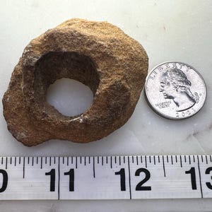 Toroidal Carbonate Concretion – Unique Natural Formation