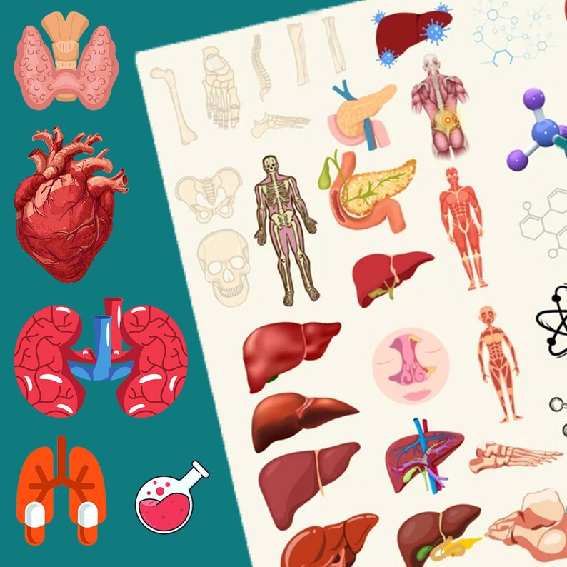 3600+ Biology & Anatomy Digital Stickers: Goodnotes Medical ...