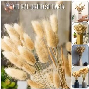 Peut inclure: Gros plan sur de l'herbe de setaria beige, séchée et duveteuse. L'image comprend le texte "NATURAL DRIED SETARIA". La setaria est regroupée, avec plusieurs petites images de la setaria dans des vases.