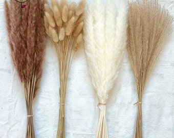 May include: Four bundles of dried pampas grass in different colors: brown, beige, white, and natural. The bundles are tied together with twine and are arranged in a row on a white background.