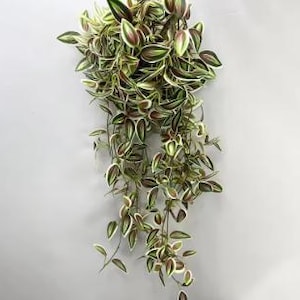 Puede incluir: Planta artificial colgante con hojas verdes y blancas. La planta tiene una larga vid colgante con muchas hojas.