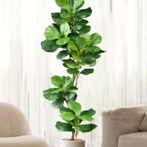 May include: A large green potted plant with large leaves in a white pot. The plant is in front of a white curtain.