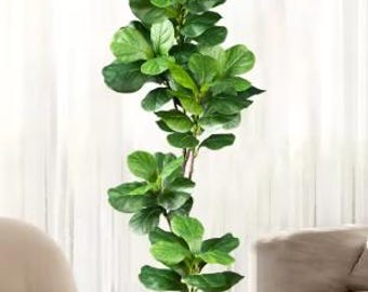 May include: A large green potted plant with large leaves in a white pot. The plant is in front of a white curtain.