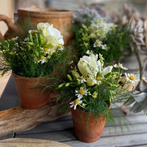 May include: Three terracotta pots with white flowers and green foliage. The pots are arranged on a wooden surface.