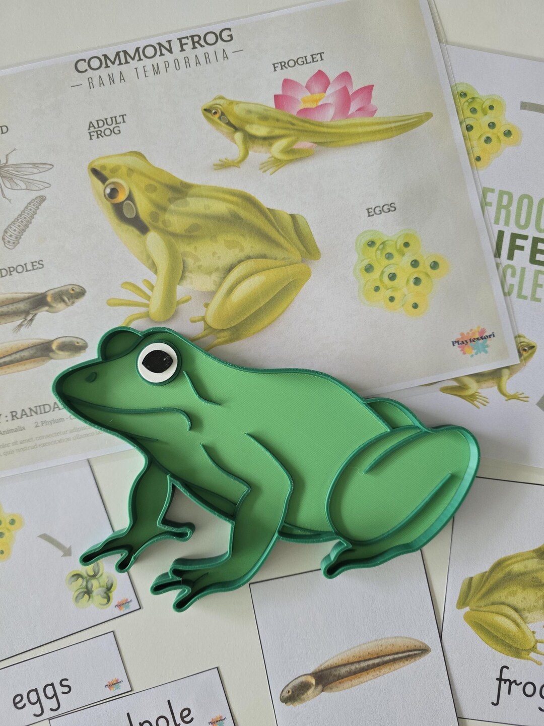 Montessori Frog Sensory Tray / Bio-pla Frog Shape - Life Cycle Learning ...