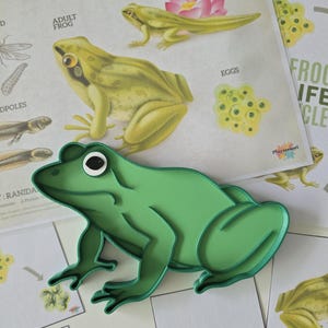 Montessori Groda Sensorisk Bricka / Bio-PLA Groda Form - Livscykel Lärande & Lek