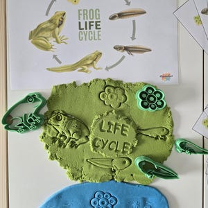 May include: A learning activity set featuring a "Frog Life Cycle" diagram and green playdough with frog-shaped cookie cutters. The diagram shows the life cycle stages. The playdough has impressions of frogs, tadpoles, and eggs.