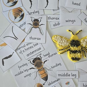 Op de afbeelding: Educatief materiaal over honingbijen. De afbeelding toont diagrammen van de anatomie van de bij, met labels zoals "thorax" en "vleugels", en een gele bijvormige knutselwerkje versierd met rijst en zaden. Voor educatieve doeleinden.