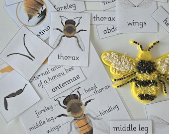 Montessori Bee Anatomy 3-Part Cards & Control Chart - Digital Download