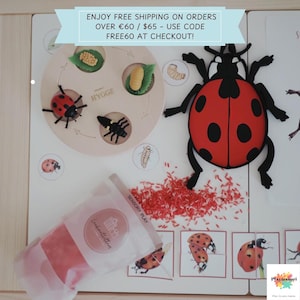 Può includere: Una lavagna educativa bianca a tema coccinella. Presenta un cerchio di legno con modelli del ciclo vitale degli insetti, un grande ritaglio di coccinella rossa e materiali di gioco sensoriale. Il testo "ENJOY FREE SHIPPING" è visibile.