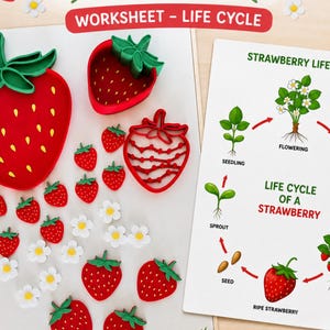 May include: Educational set featuring red strawberry-shaped cutouts, white daisy-shaped cutouts, and a worksheet illustrating the strawberry life cycle. The text on the image reads "STRAWBERRIES EDUCATIONAL SET WORKSHEET - LIFE CYCLE".