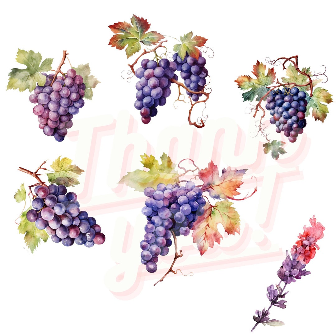 Watercolor Grapes Clipart Grapes Digital Png Grapes Pie Etsy