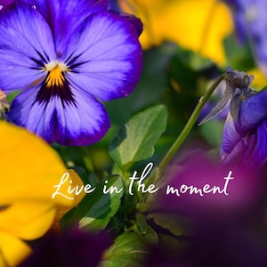 Puede incluir: Primer plano de alegres pensamientos en tonos morados, amarillos y verdes. La imagen presenta el texto "Live in the moment" en fuente cursiva, sobre un fondo floral borroso. Las flores están en plena floración.