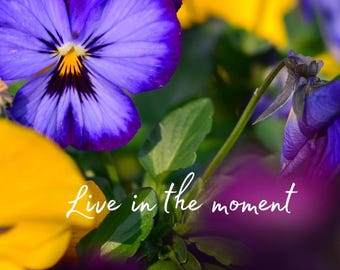 Live in the Moment Winter Pansies Phone Wallpaper (Digital Download)