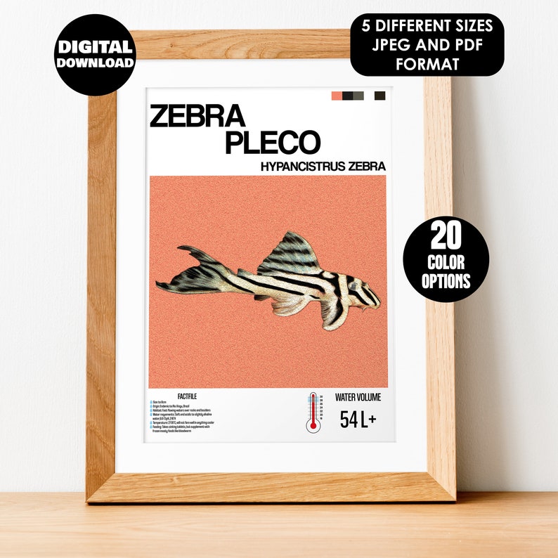 Zebra Pleco Fish Poster for Fish Wall Art Design & Aquarium Decor Digital Print for Fish Lovers Zebra Pleco Fish Print image 1