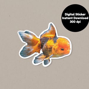 May include: A digital sticker featuring a close-up of an orange and black goldfish with a large, round head. The goldfish is swimming towards the right side of the image.