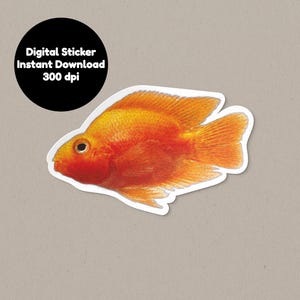 Blood Parrot Cichlid Printable Aquarium Fish Sticker, Print Cut Digital Sticker PNG, Tropical Fish Digital Sticker, Aquarium Art PNG