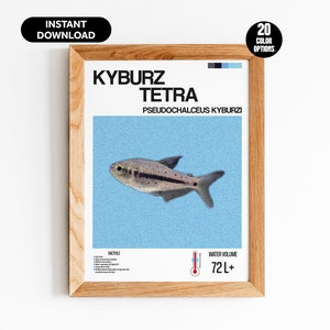 Op de afbeelding: Een printbare poster met een Kyburz Tetra-vis, een soort zoetwatervis. De poster heeft een blauwe achtergrond met de wetenschappelijke naam van de vis, "Pseudochalceus Kyburzi", en de tekst "Kyburz Tetra" in vetgedrukte witte letters. De poster bevat ook informatie over de habitat van de vis en de vereisten voor het watervolume.