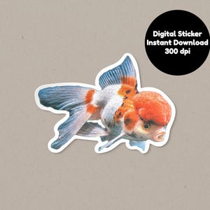 May include: A digital sticker of a goldfish with orange, white, and blue scales. The goldfish is swimming to the right and has a large, round head.