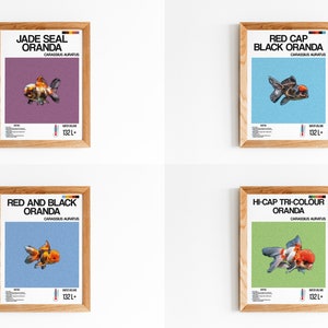 4 Set Poster Oranda Fish Poster - Customizable Digital Aquarium Wall Art - Unique Print for Aquarium Lovers - Fish Enthusiasts - Home Decor