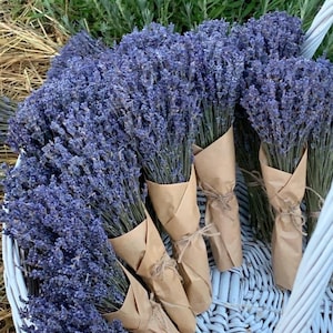 Maços de Lavanda Francesa Seca no Atacado | Quantidades de 30 a mais de 1000 Maços | Fornecimento para Casamentos e Floristas