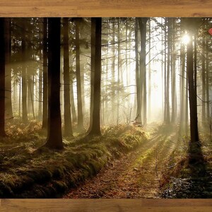 May include: A sunbeam shines through the trees in a misty forest. The path is lined with tall trees and the ground is covered in fallen leaves and moss.