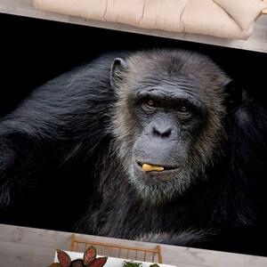 Op de afbeelding: Een close-up van het gezicht van een chimpansee, die recht in de camera kijkt. De chimpansee heeft donker haar en houdt een stuk voedsel in zijn mond.