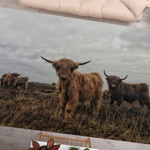 Puede incluir: Un grupo de tres vacas Highland marrones se encuentran en un campo de hierba marrón. Las vacas miran a la cámara. El cielo está nublado y gris.