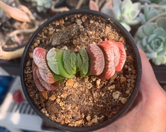 Haworthia Truncata 'Lime Green'