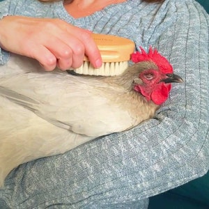 Chicken Feather Brush - Extra Soft Brush For Pet Chickens - Chicken Care & Grooming Accessory