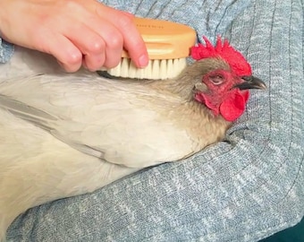 Chicken Feather Brush - Extra Soft Brush For Pet Chickens - Chicken Care & Grooming Accessory