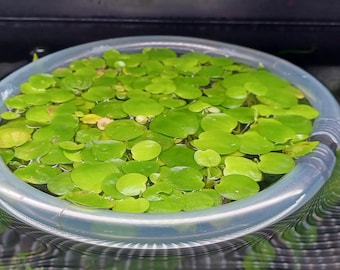 Amazon Frogbit (Hydrocharis laevigata)