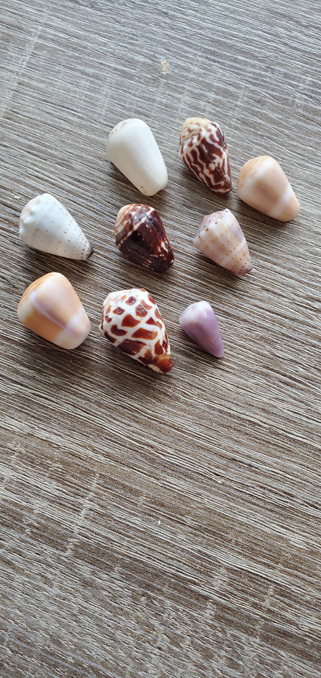 9 Pcs Hawai'i Cone Shells - Etsy