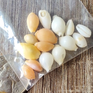 May include: A plastic bag filled with a variety of small seashells. The shells are white, pink, and yellow.