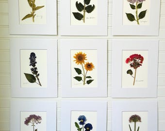 Pressed Flowers, Set of 3, ready to frame, Matted original pressed flower art, Daisy, Hydrangea, Lilac, Sunflower, Geranium, Pansy, Allium