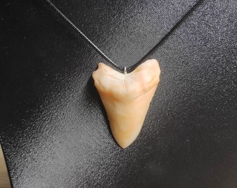 Megalodon Tooth Fossil Shark Replica