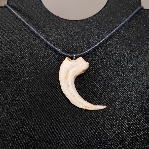 Collier de griffes de vélociraptor, bijoux de dinosaures, griffe de dinosaure, griffe de rapace