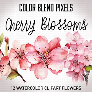 Kirschblüte, Sakura Blume PNG, Aquarell Blume Clipart, transparenter Hintergrund
