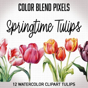 Aquarell Tulpe Clipart - Sofortiger Download PNG, Frühlingsblumen, transparenter Hintergrund