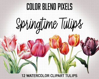 Watercolor Tulip Clipart - Instant Download PNG, Spring Flowers, Transparent Background