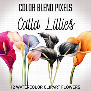 Clipart de flor de lírio de calla, 12 PNGs, arte botânica, download digital, fundo transparente