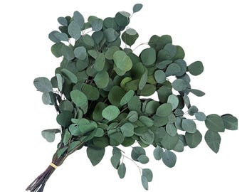 Preserved Silver Dollar Eucalyptus Greenery Stems Bouquet 8oz