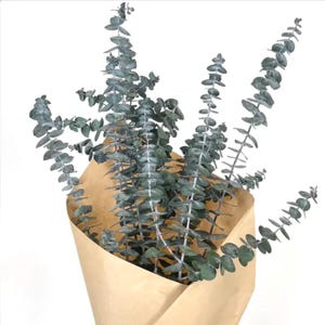 ANDALUCA 8oz Preserved Baby Eucalyptus Stems Bundle