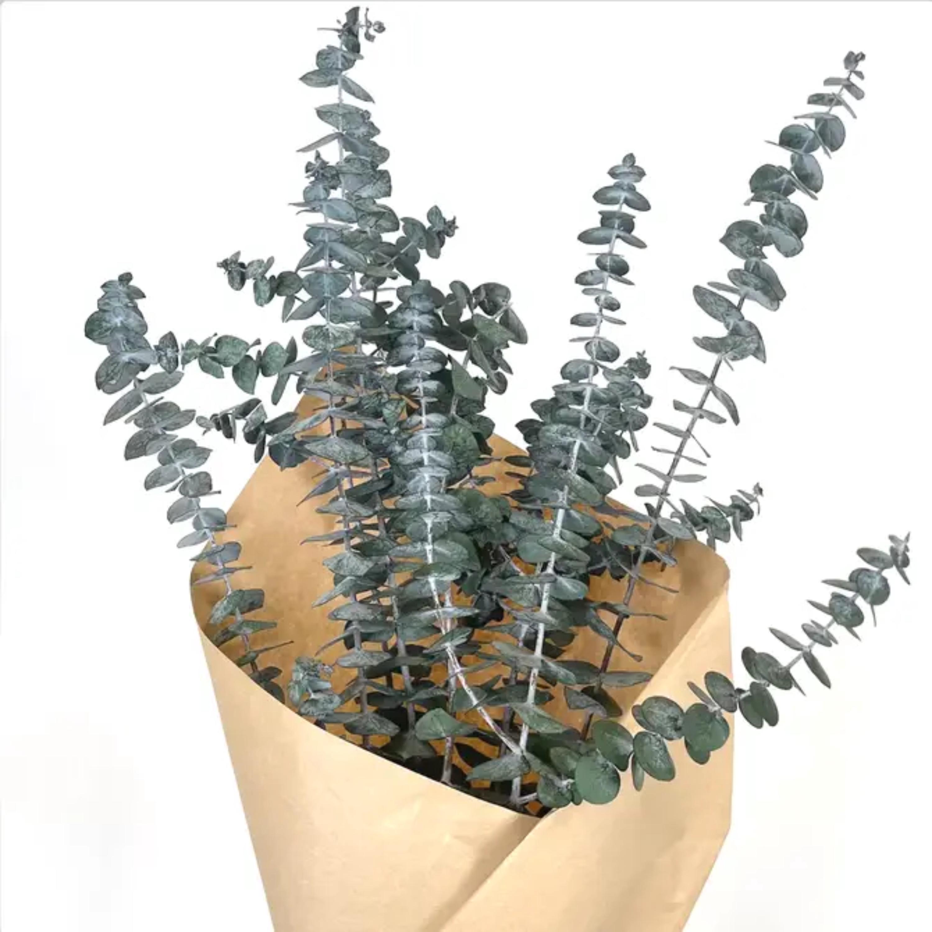 Preserved Baby Eucalyptus Stems