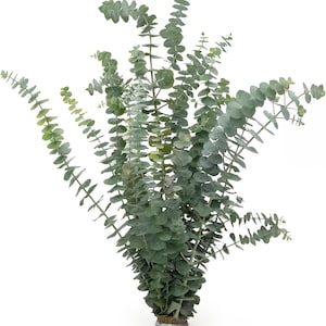 Fresh Scented Baby Eucalyptus Bunch Dozen Stems for Florals, Decor & Shower Aromatherapy