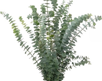 Fresh Scented Baby Eucalyptus Bunch Dozen Stems for Florals, Decor & Shower Aromatherapy
