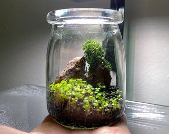 Build Your Own Micro Terrarium Kit | DIY Terrarium | Aquascaping | Desk Plants | Cute Office Gifts | Plant Lovers | Micro Aquarium | Moss